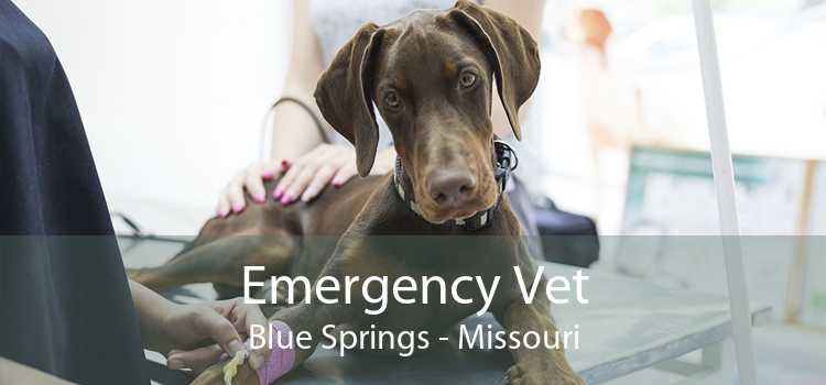 Emergency Vet Blue Springs - Missouri