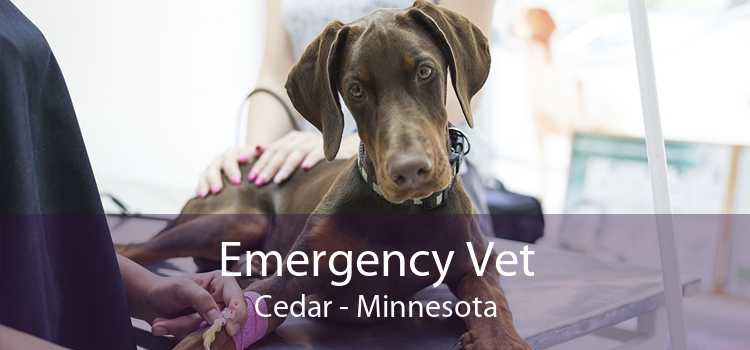 Emergency Vet Cedar - Minnesota