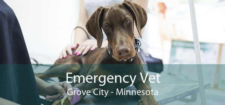 Emergency Vet Grove City - Minnesota
