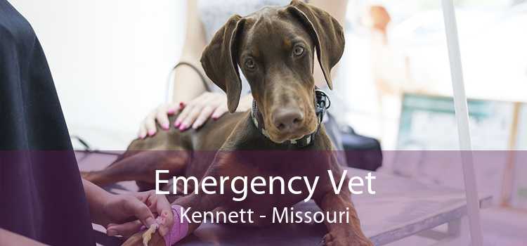 Emergency Vet Kennett - Missouri