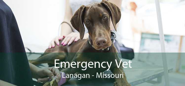 Emergency Vet Lanagan - Missouri