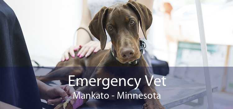 Emergency Vet Mankato - Minnesota