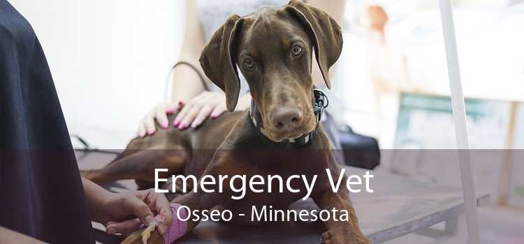 Emergency Vet Osseo - Minnesota