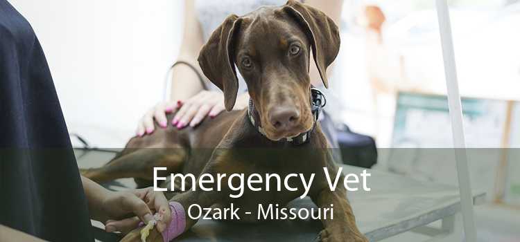 Emergency Vet Ozark - Missouri