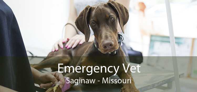 Emergency Vet Saginaw - Missouri