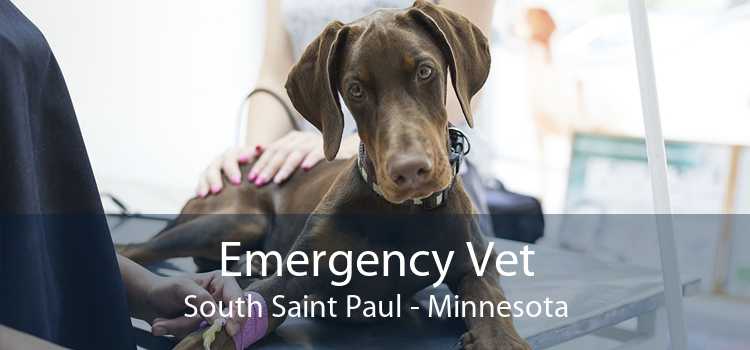 Emergency Vet South Saint Paul - Minnesota