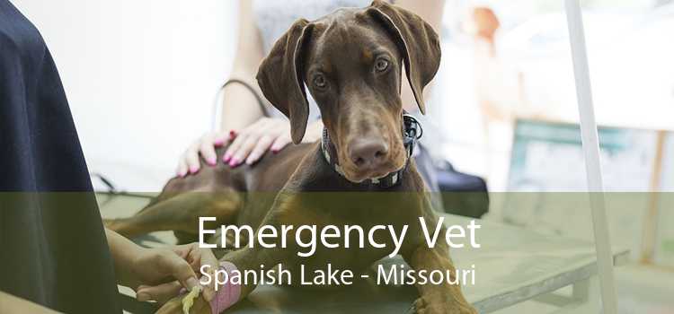 Emergency Vet Spanish Lake - Missouri
