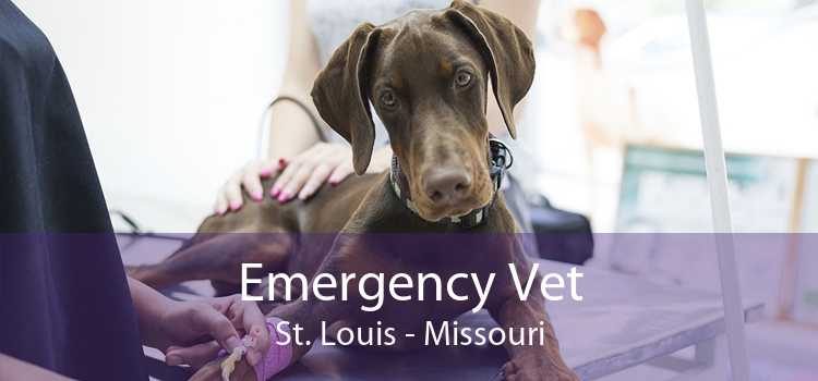 Emergency Vet St. Louis - Missouri