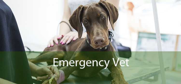 Emergency Vet - 24 Hour Emergency Vet Near Me