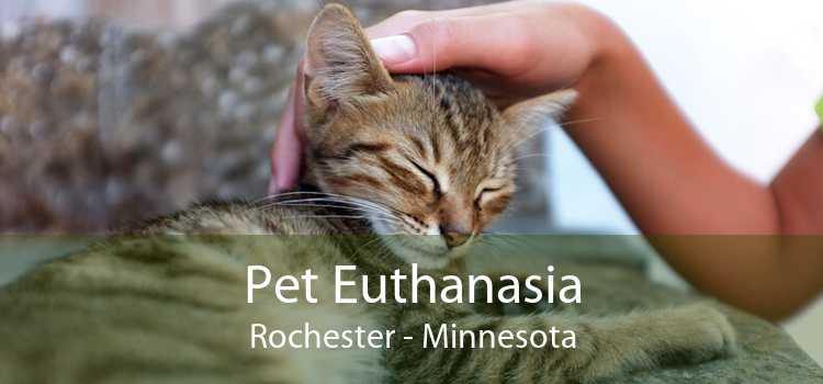 Pet Euthanasia Rochester - Minnesota