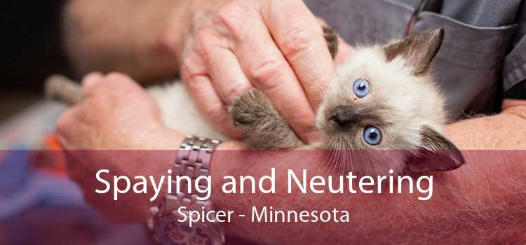 Spaying and Neutering Spicer - Minnesota
