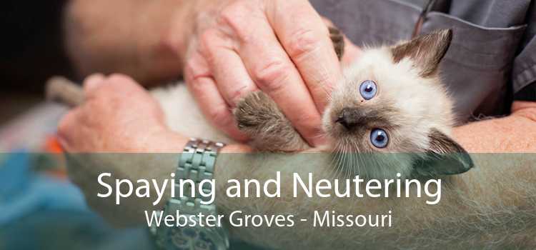 Spaying and Neutering Webster Groves - Missouri
