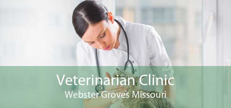 Veterinarian Clinic Webster Groves Missouri