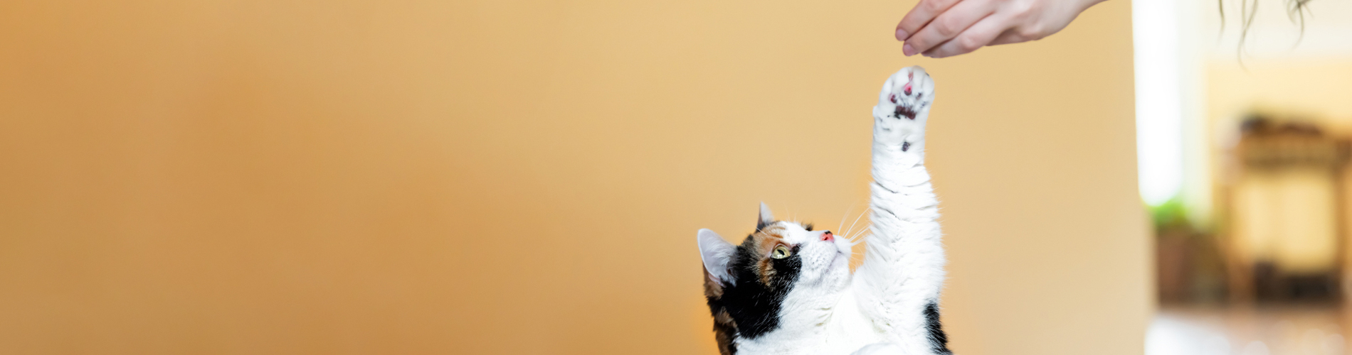 Veterinarian Clinic Coon Rapids Emergency Vet And Pet Clinic Near Me