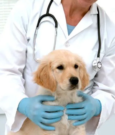 Crystal Bay Animal Hospital