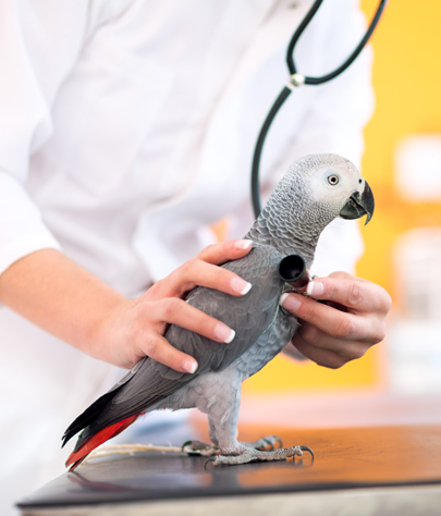 Bird Vet in Fergus Falls