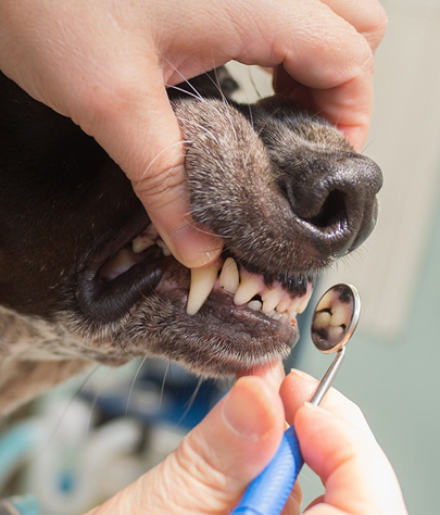 St. Michael Dog Dentist