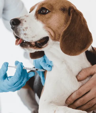 Dog Vaccinations in New Hope