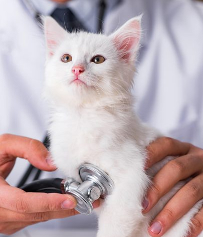 Sikeston Emergency Vet