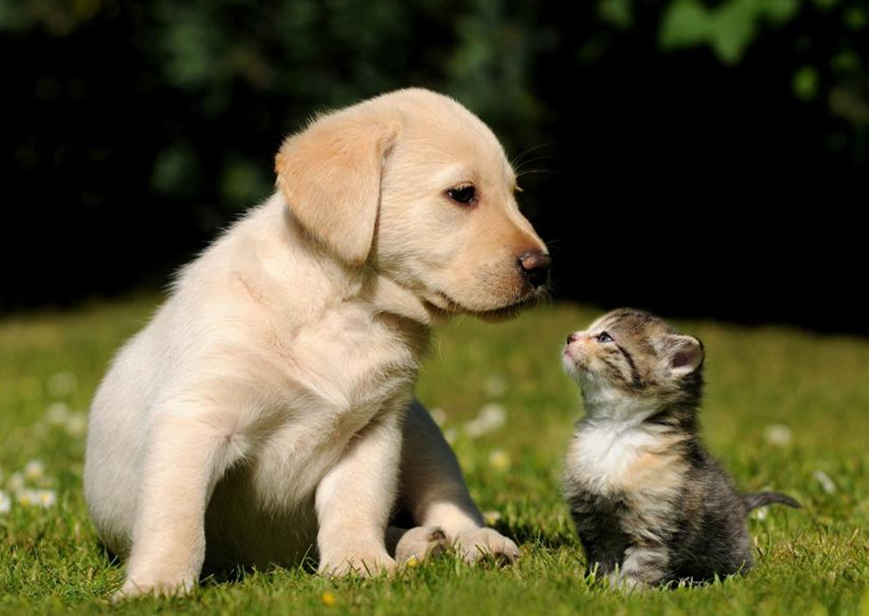 quality veterinarian services in Sikeston