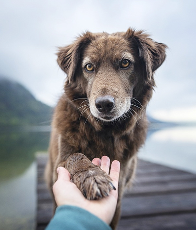 Pet Euthanasia in Florissant