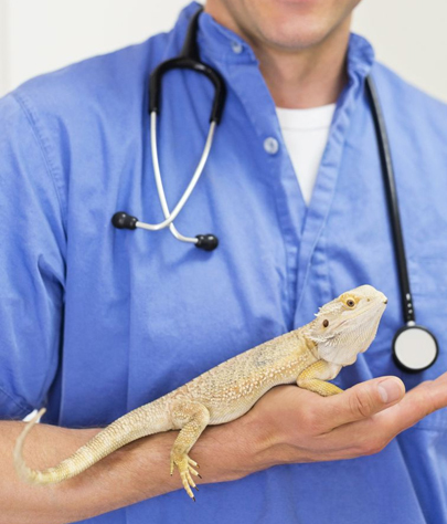 Maryland Heights Reptile Vet