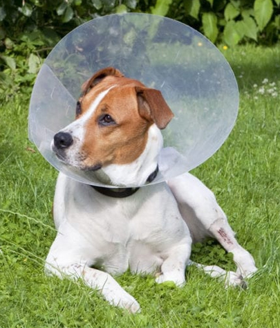 Andover Spaying And Neutering
