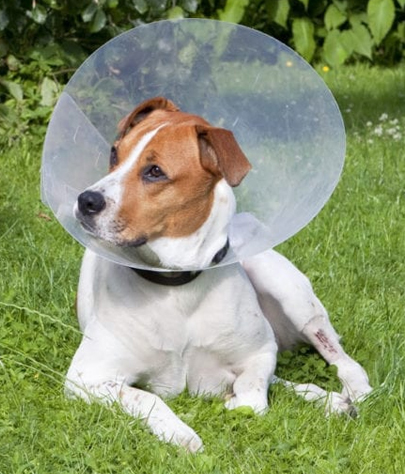 Concord Spaying And Neutering