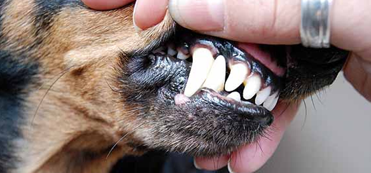 Anesthetic Dog Dentistry
