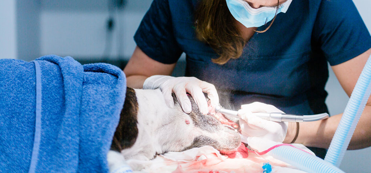 Eden Valley animal hospital veterinary operation