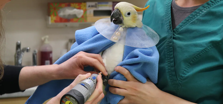 bird regular veterinary dispensary in Atwater