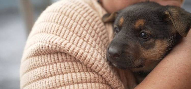 Dog Euthanasia Drugs in Duenweg