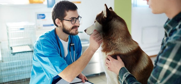 Apple Valley pet emergency clinic