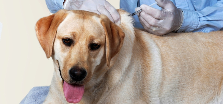 dog vaccination clinic in Eden Valley