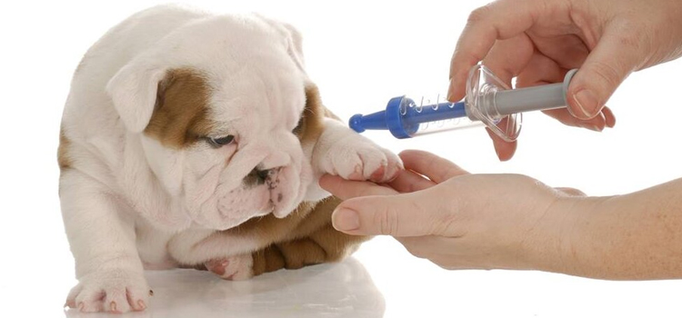 dog vaccination hospital