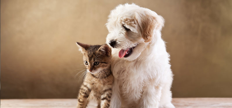 spay and neuter facilities in New Brighton